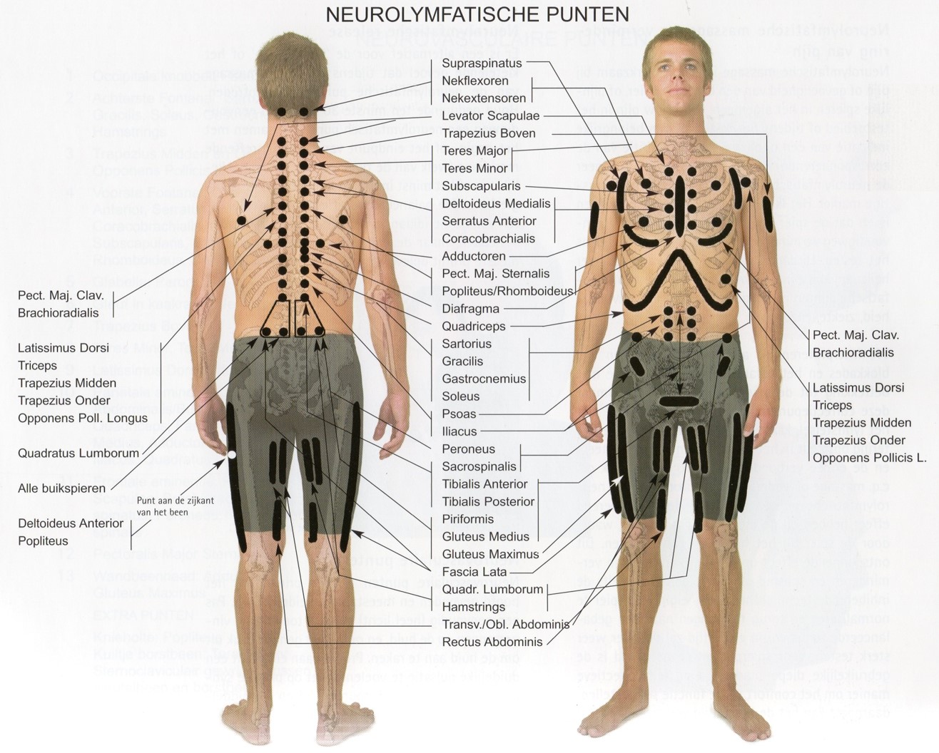 neurolymfatische punten