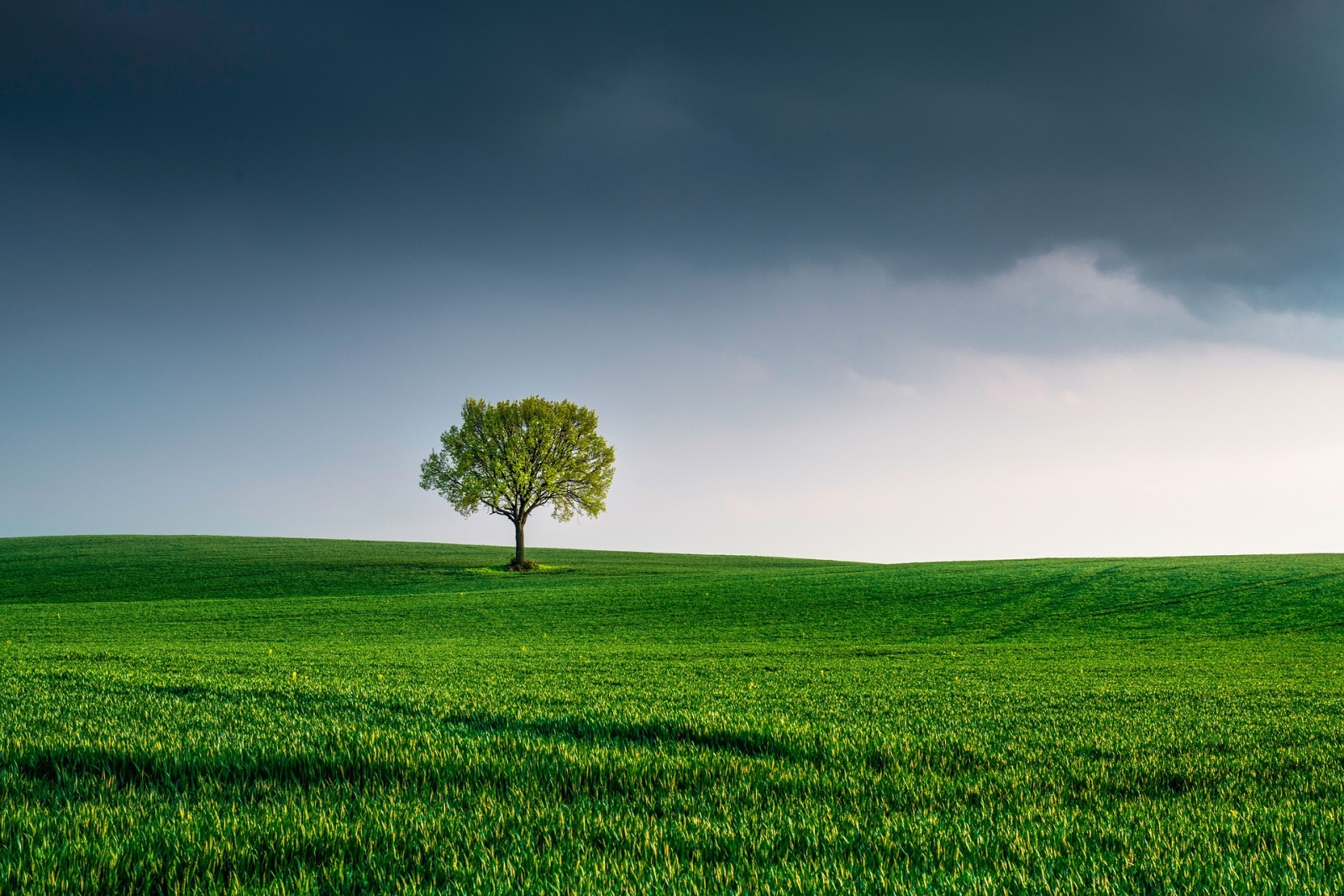 Boom alleen in het landschap. Stress is er in vele vormen.