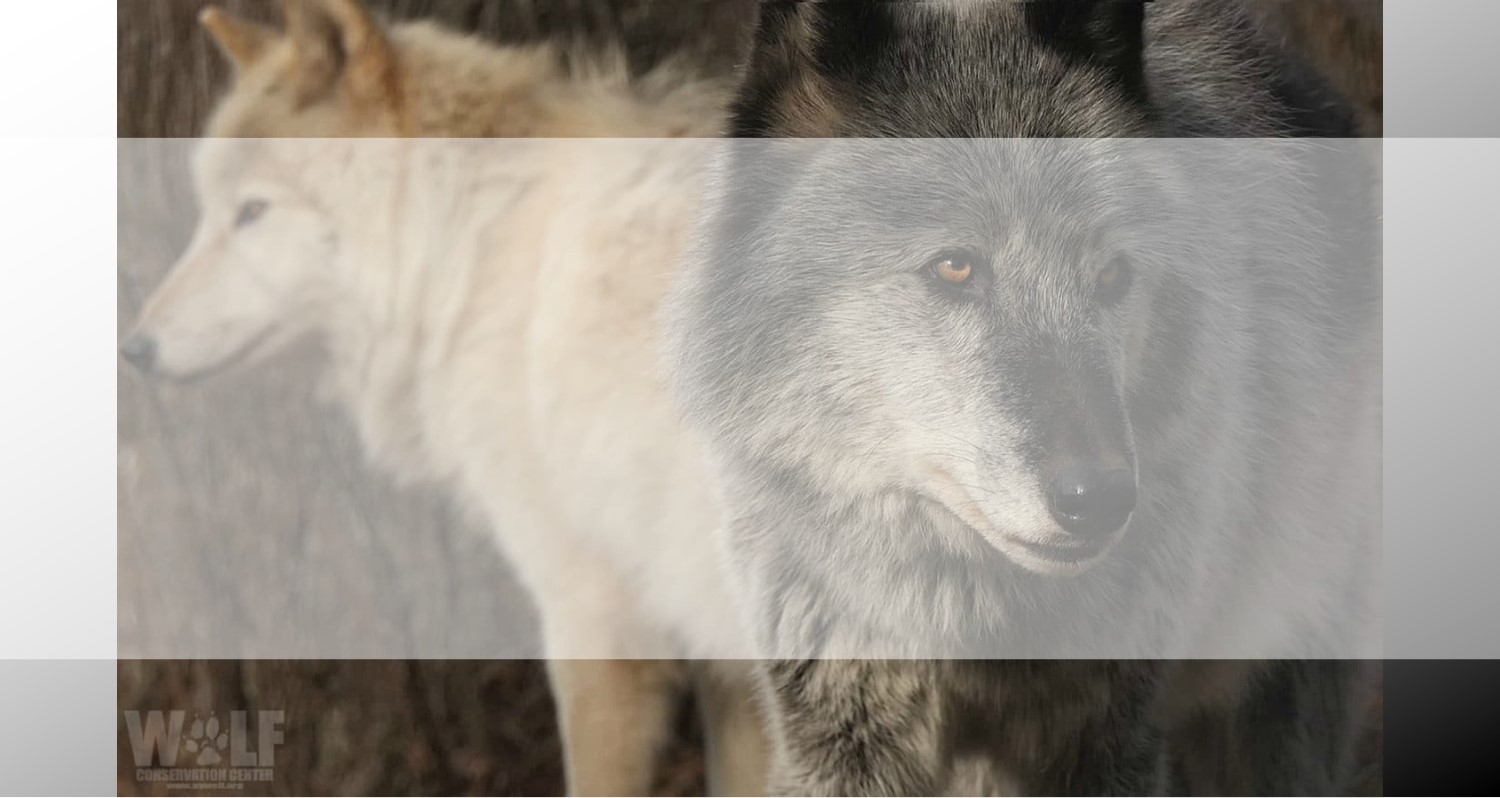 Welke wolf voed jij?